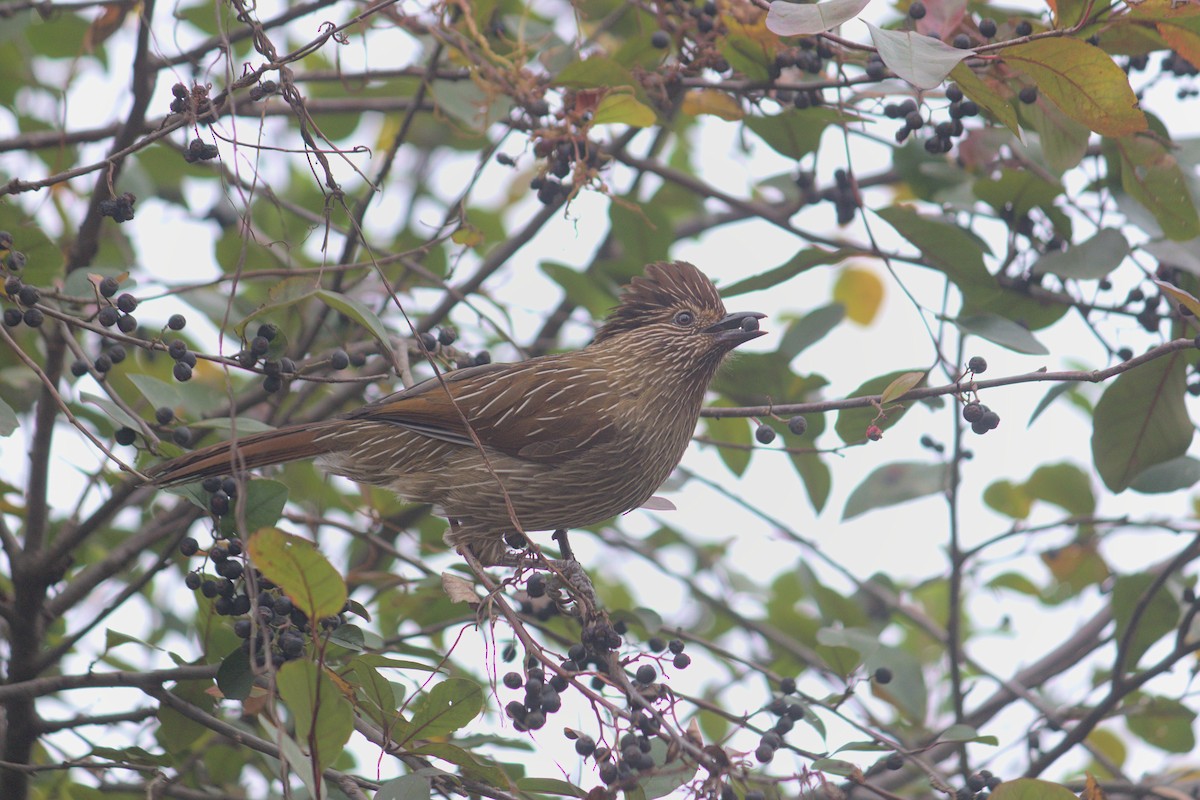 Striated Laughingthrush - ML395034771