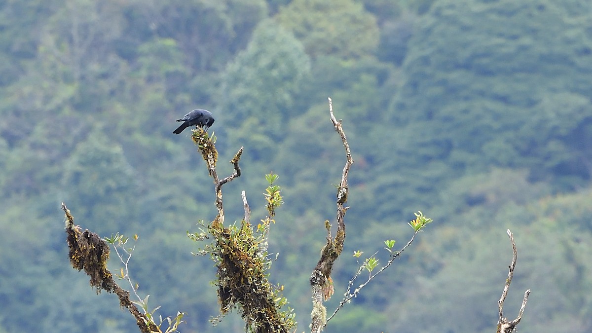 Large-billed Crow - ML395037501