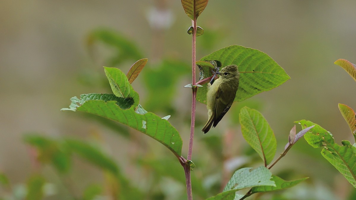Yellow-browed Tit - ML395037861
