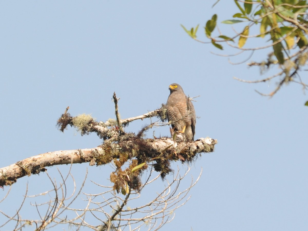 Roadside Hawk - Alan Van Norman