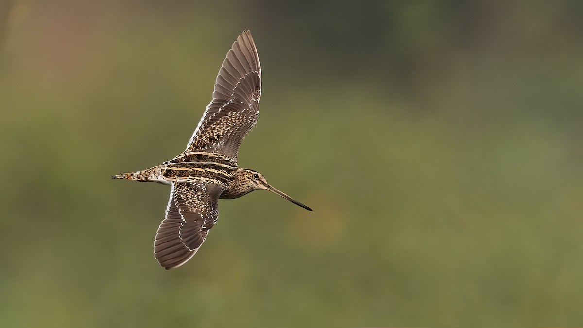 Common Snipe - ML395040731