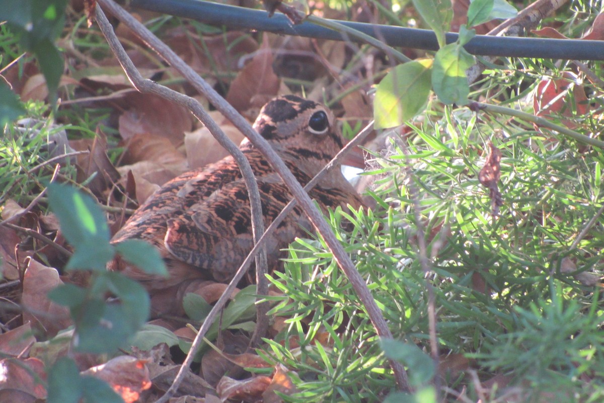 American Woodcock - anne mayville