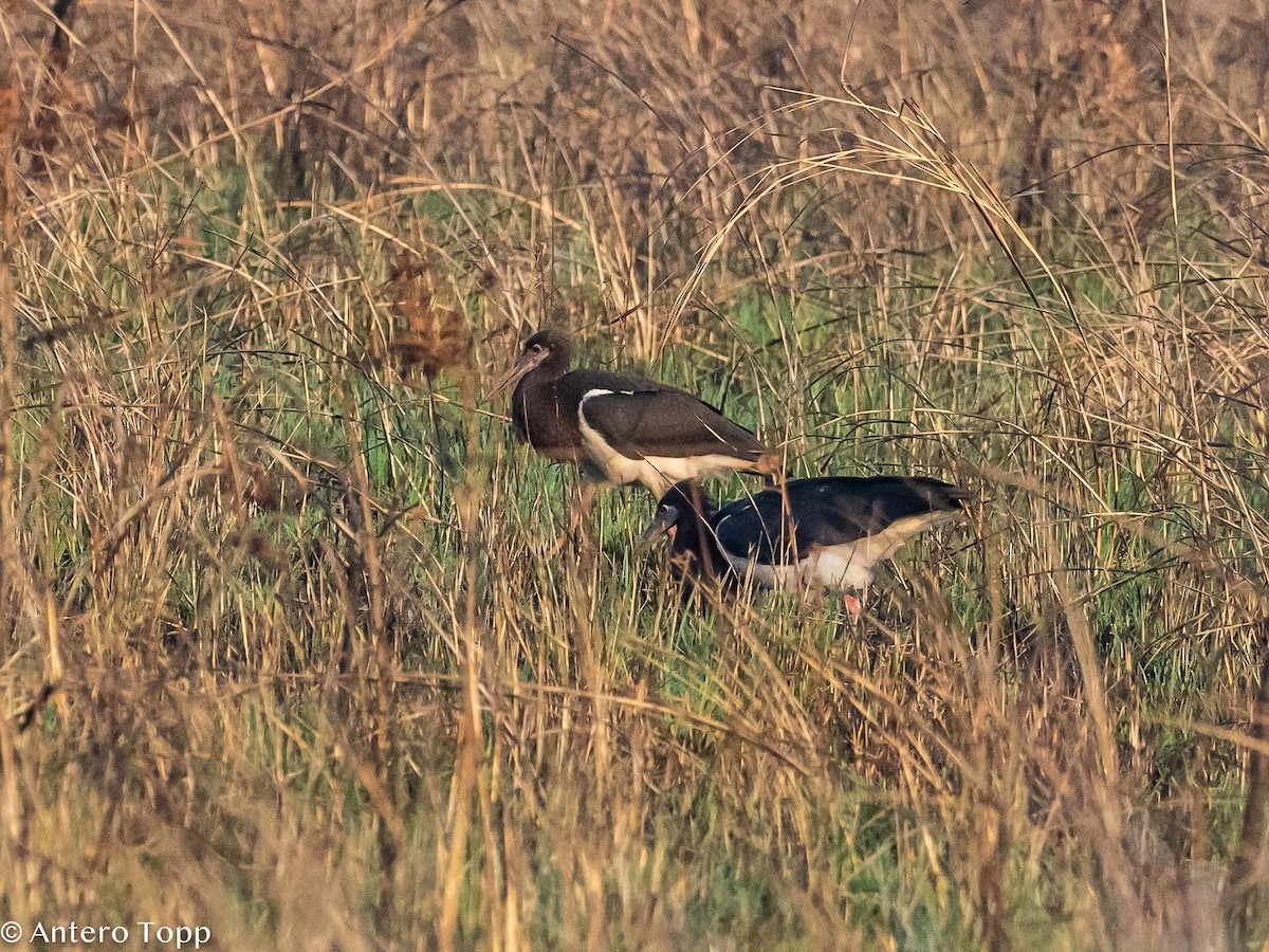 Abdim's Stork - Antero Topp