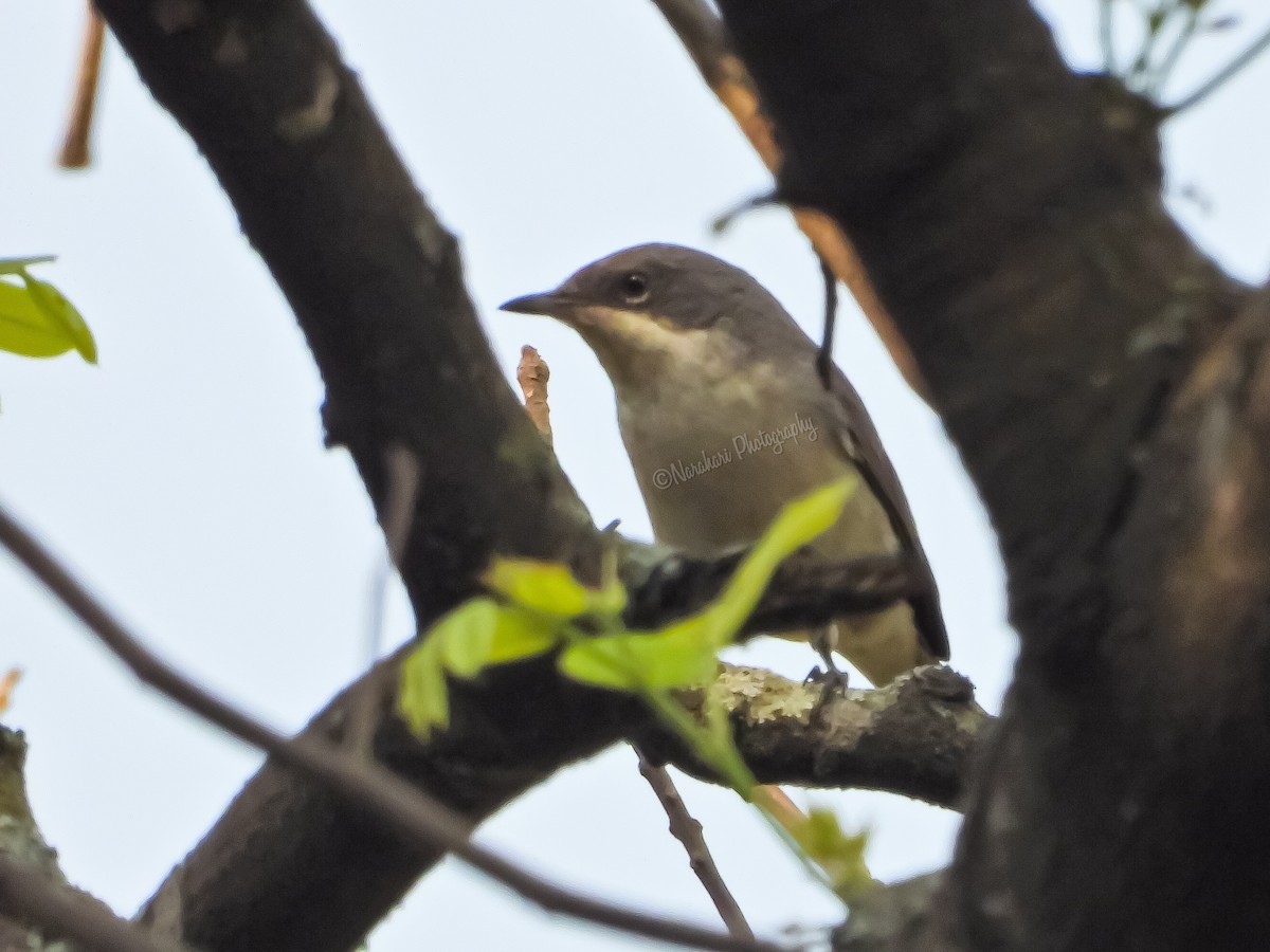 Lesser Whitethroat - ML395042481