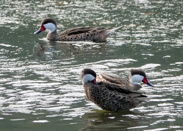 White-cheeked Pintail - ML395044151