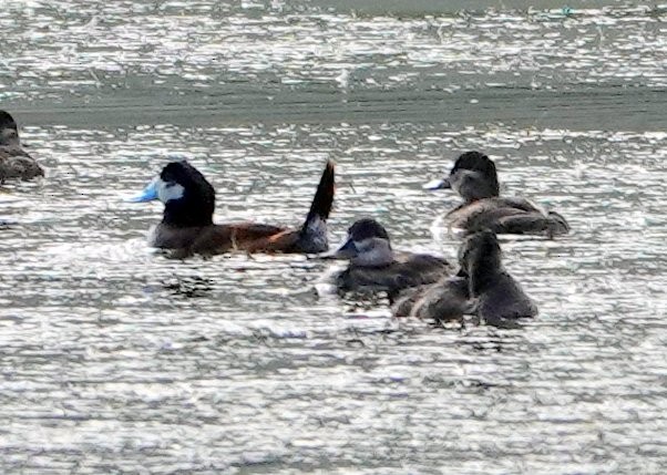 Ruddy Duck - ML395044221