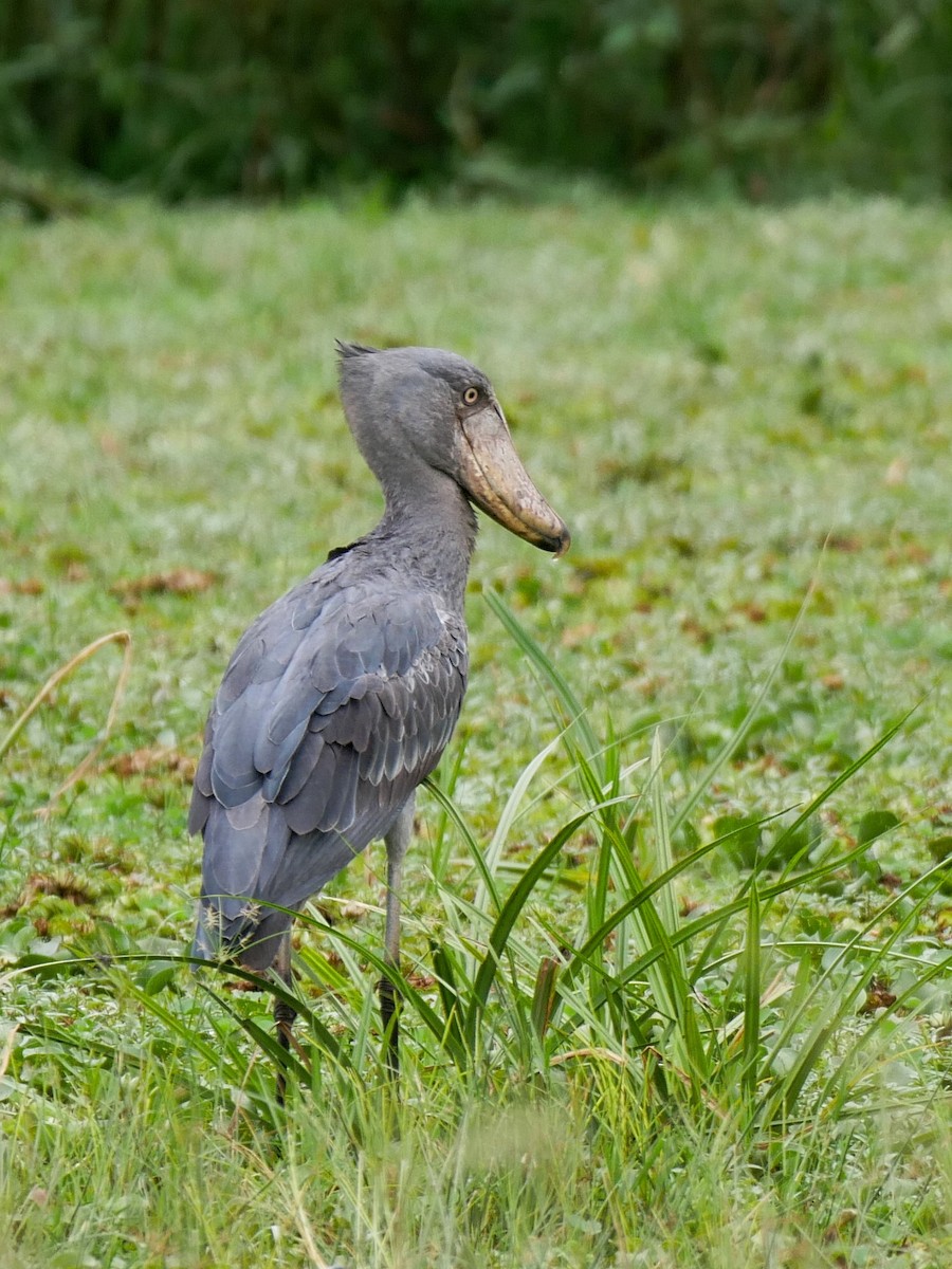 ハシビロコウ - ML395044481