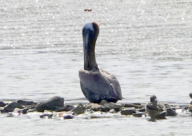 Brown Pelican - ML395044491