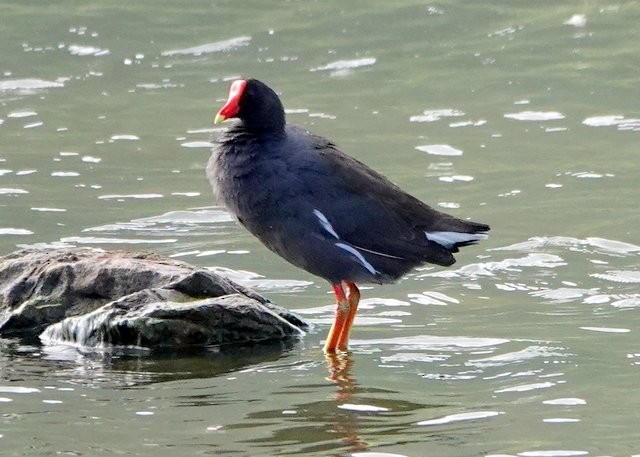 Common Gallinule - ML395044771