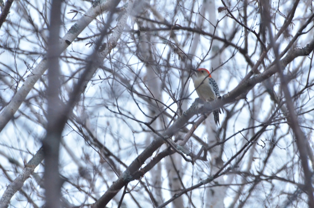 Red-bellied Woodpecker - Jonathan Gagnon