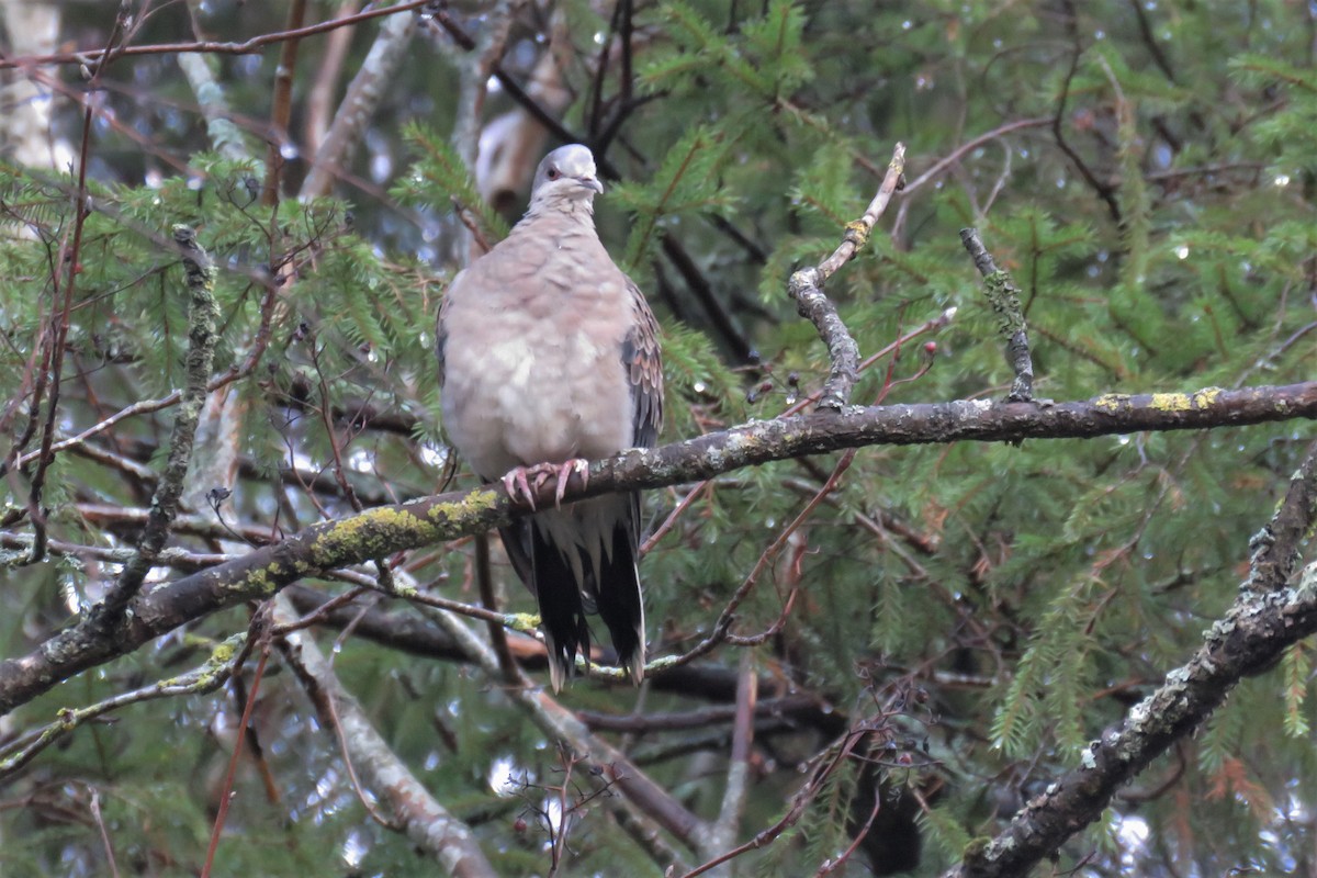 Oriental Turtle-Dove - ML395045581