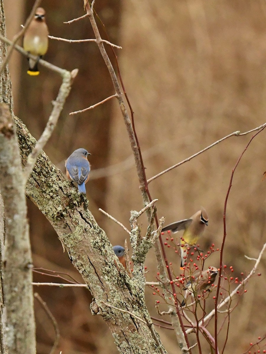 Eastern Bluebird - Bill Massaro