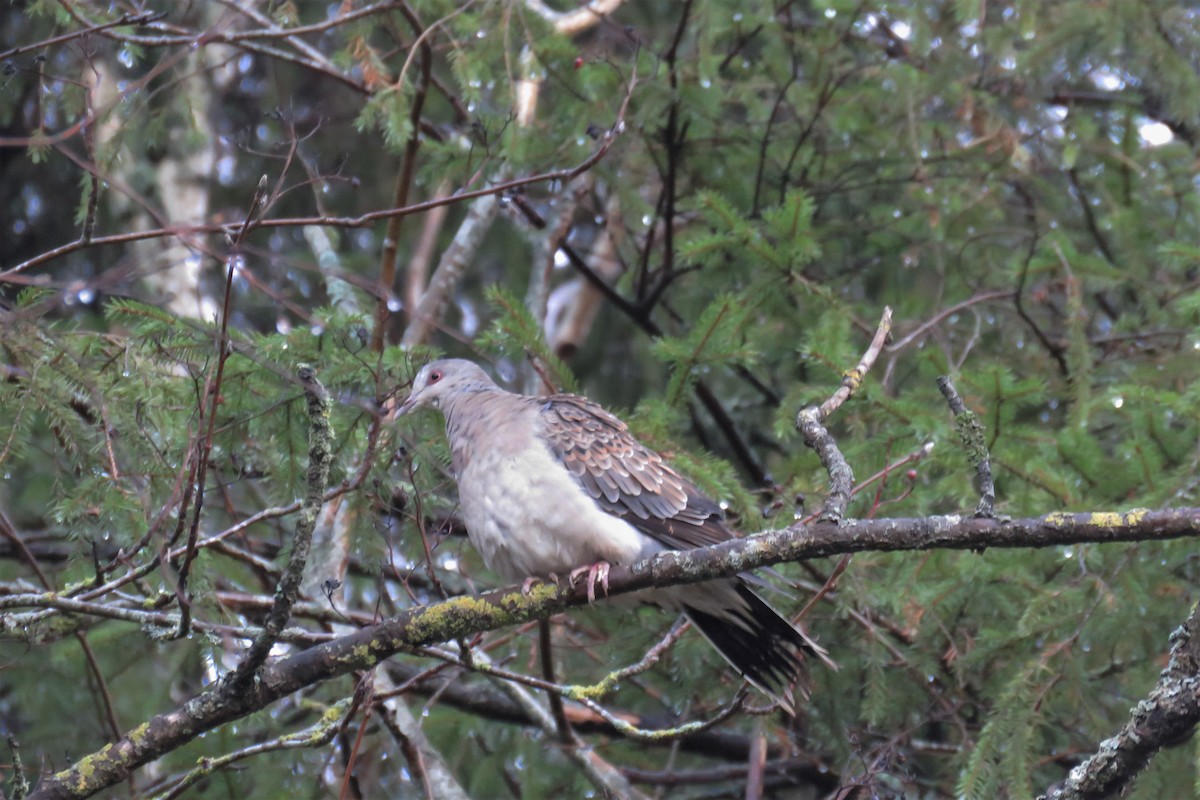 Oriental Turtle-Dove - Örjan Sjögren