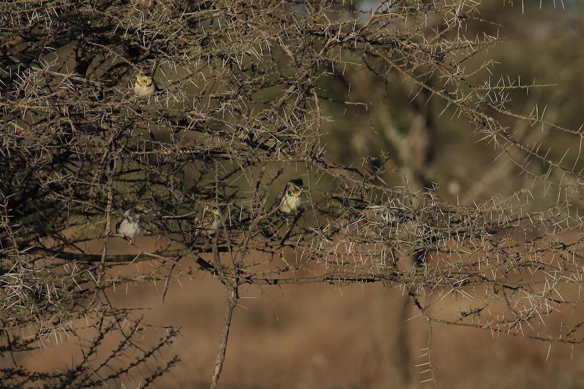 D'Arnaud's Barbet - ML395046741