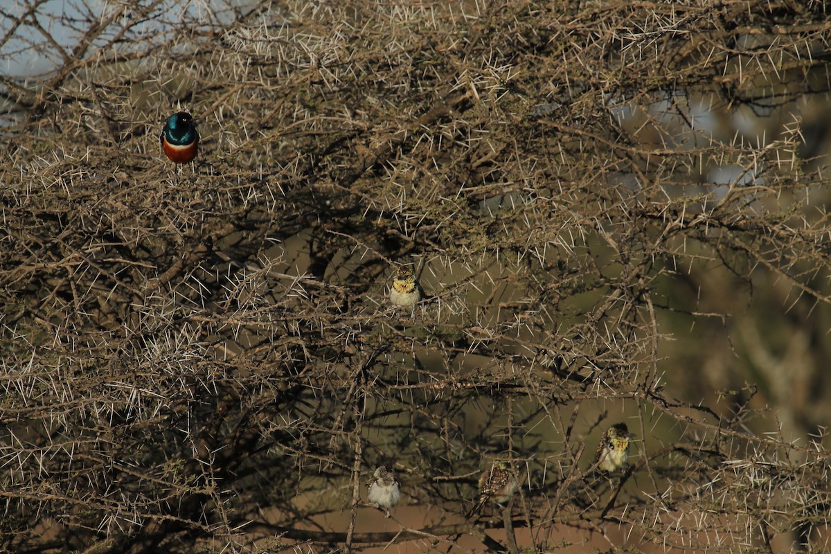 D'Arnaud's Barbet - ML395046781