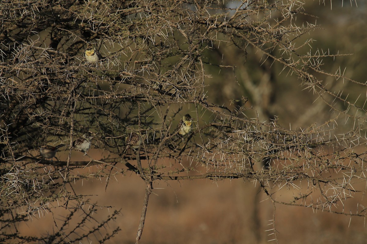 D'Arnaud's Barbet - ML395046791