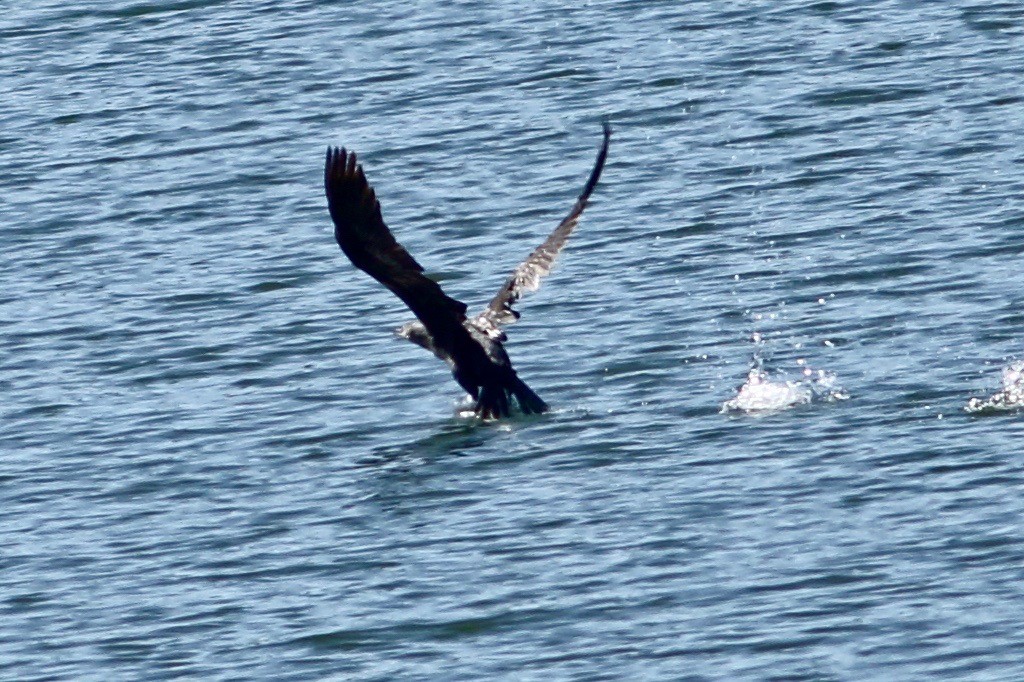 Great Cormorant - ML395047411