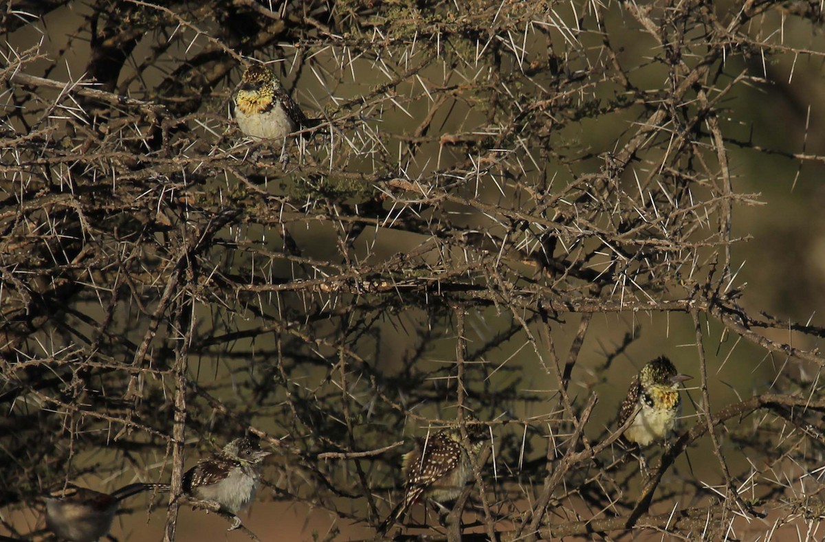 D'Arnaud's Barbet - ML395047541