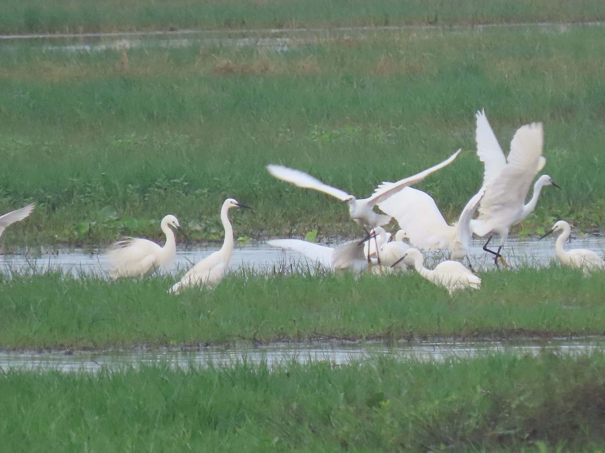 Little Egret - ML395048361