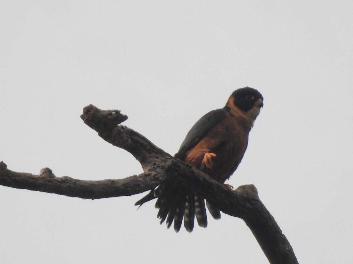 Oriental Hobby - ML395049271