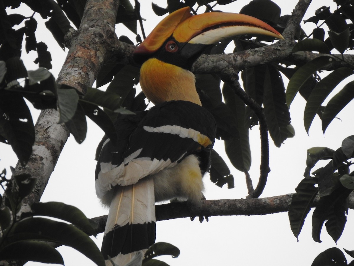 Great Hornbill - ML395049981