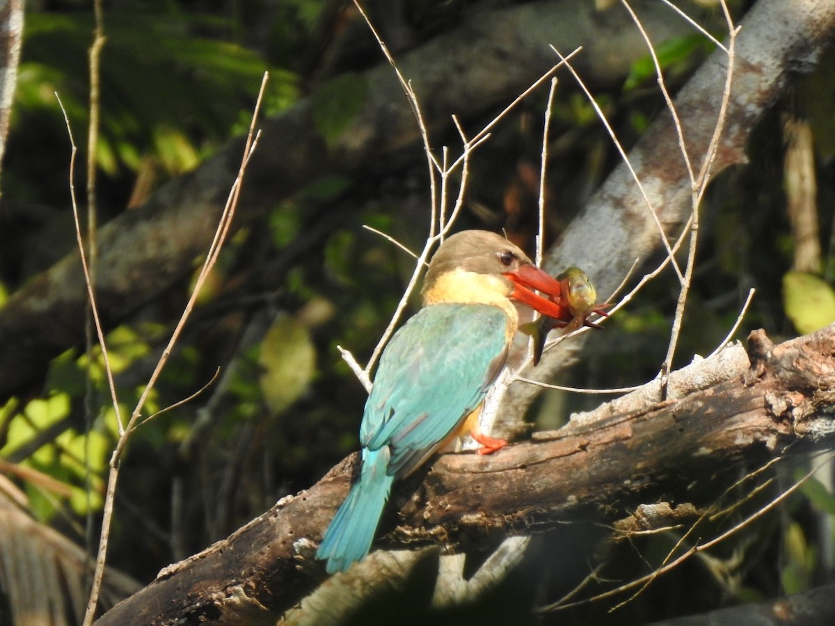 Stork-billed Kingfisher - ML395050161