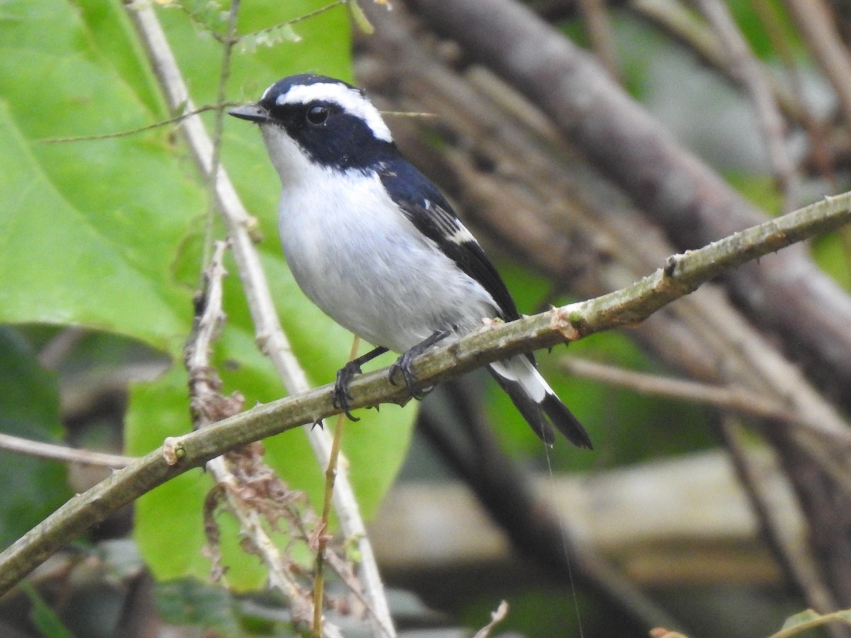 Little Pied Flycatcher - ML395050561