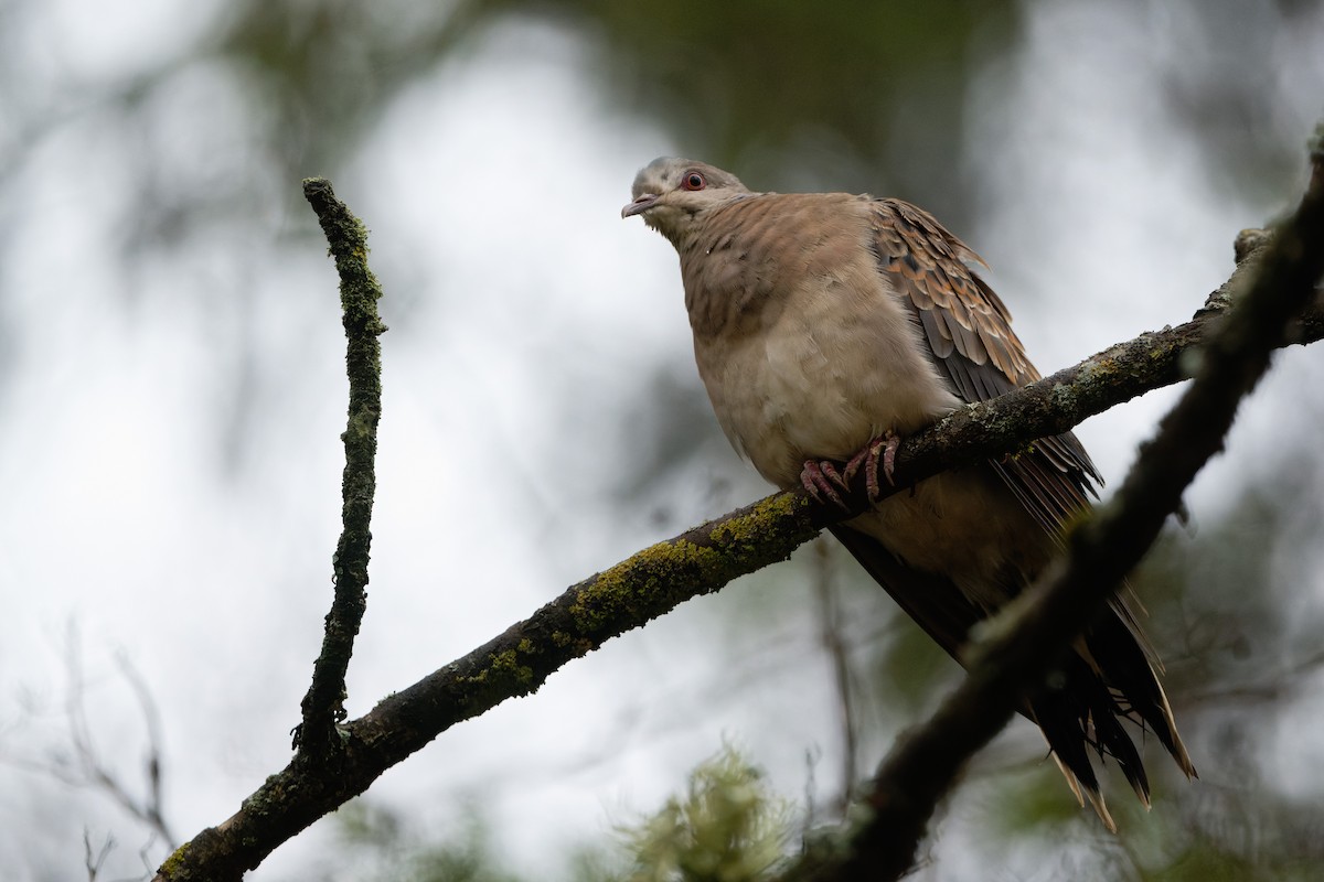 Oriental Turtle-Dove - ML395054751