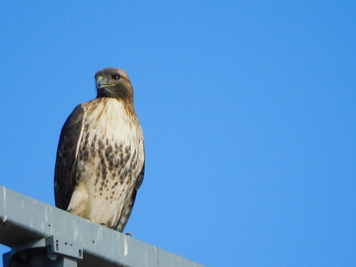 Red-tailed Hawk - ML395055101