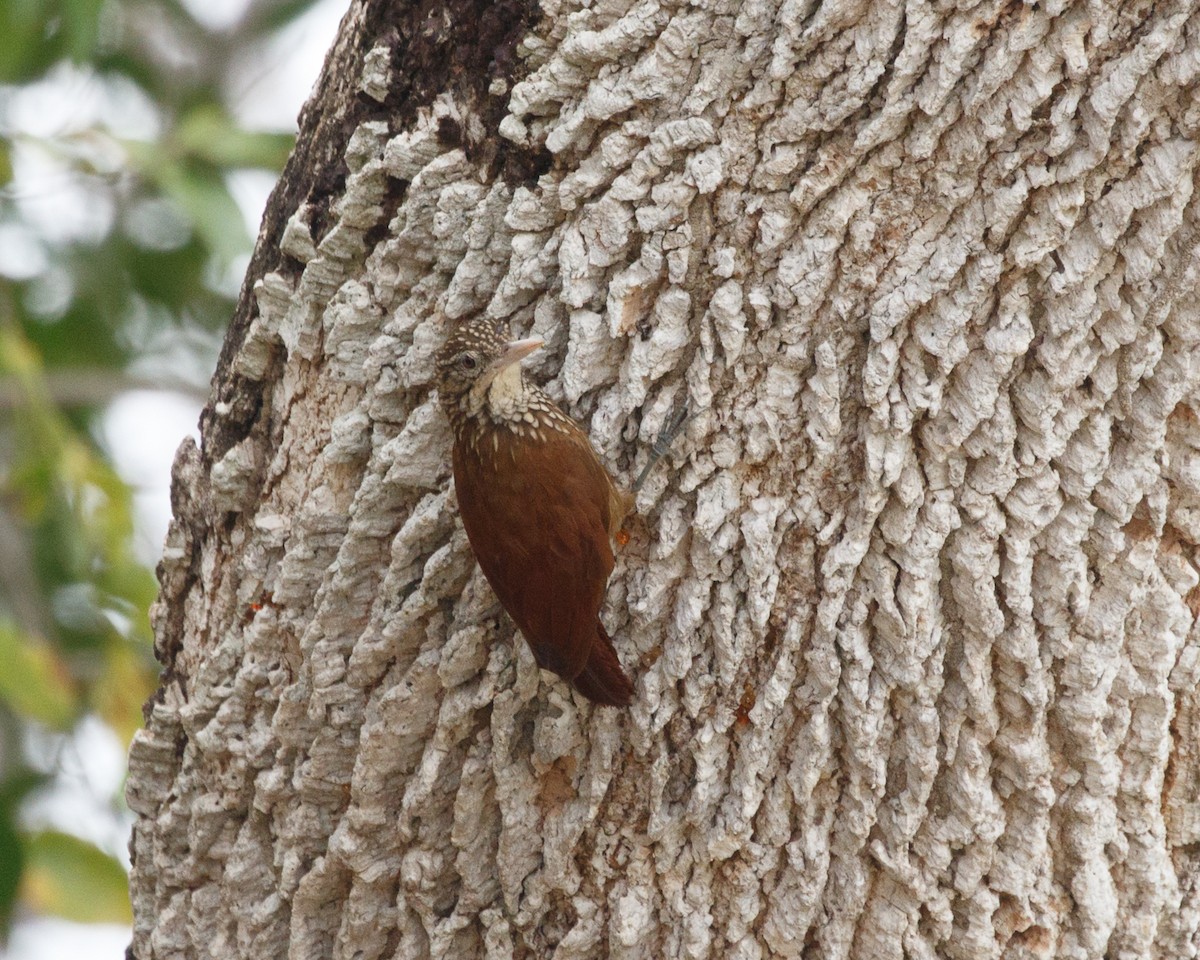 Straight-billed Woodcreeper - Silvia Faustino Linhares