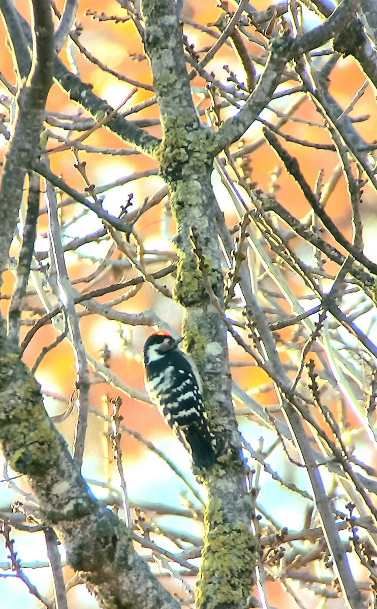 Lesser Spotted Woodpecker - ML395055241