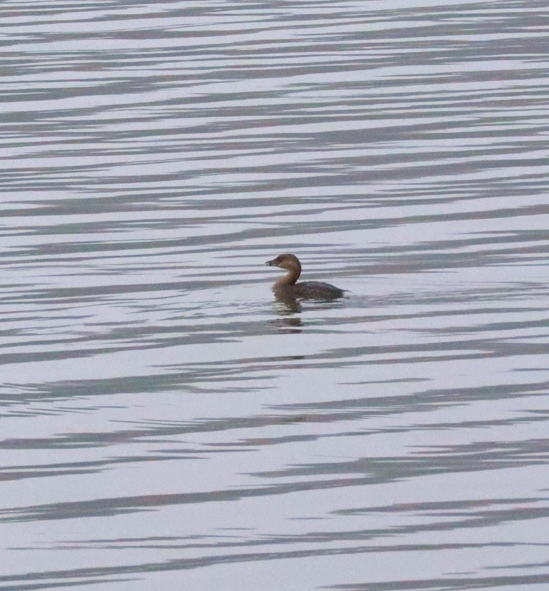 Pied-billed Grebe - ML395055261