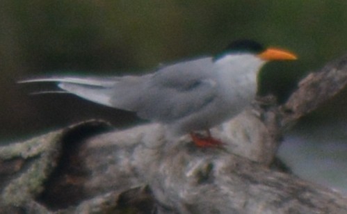 River Tern - ML395055411