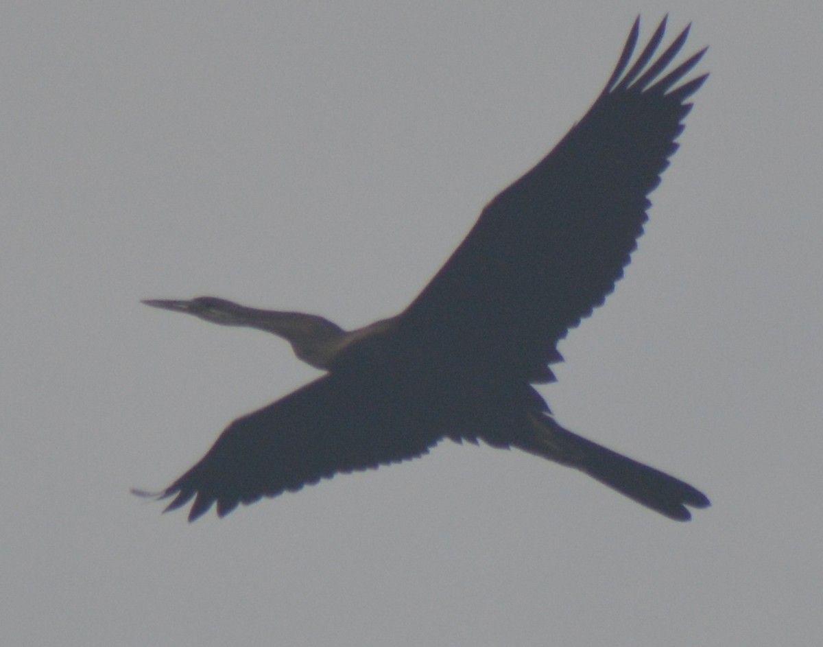 Oriental Darter - AM AMSA