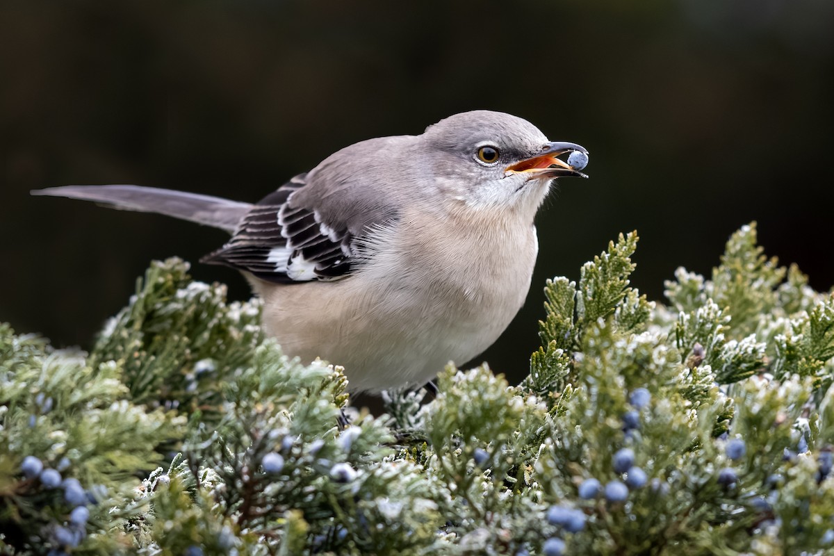 Northern Mockingbird - ML395056011