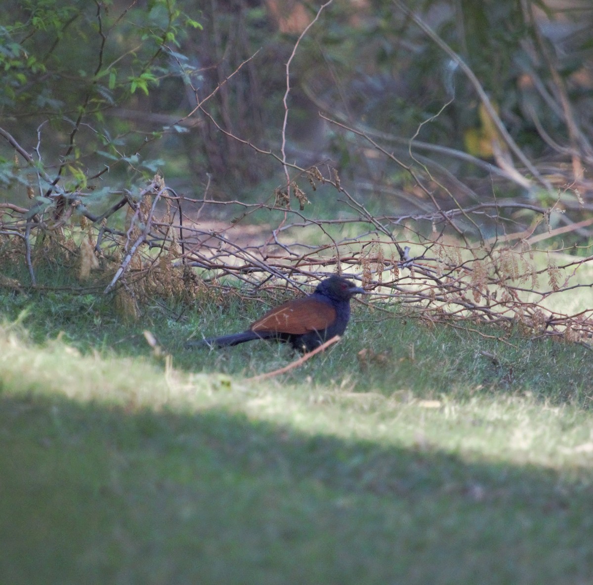 Greater Coucal - PARTH PARIKH