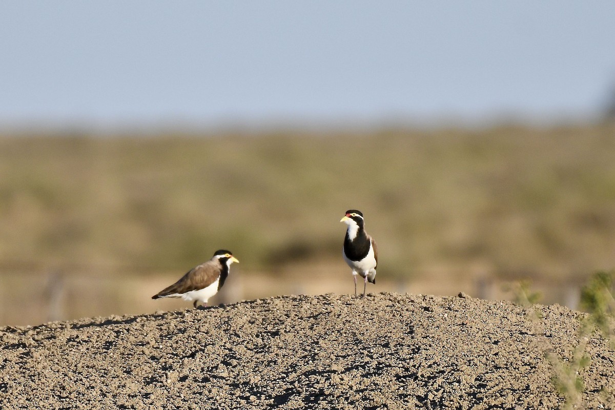 Banded Lapwing - ML395058021