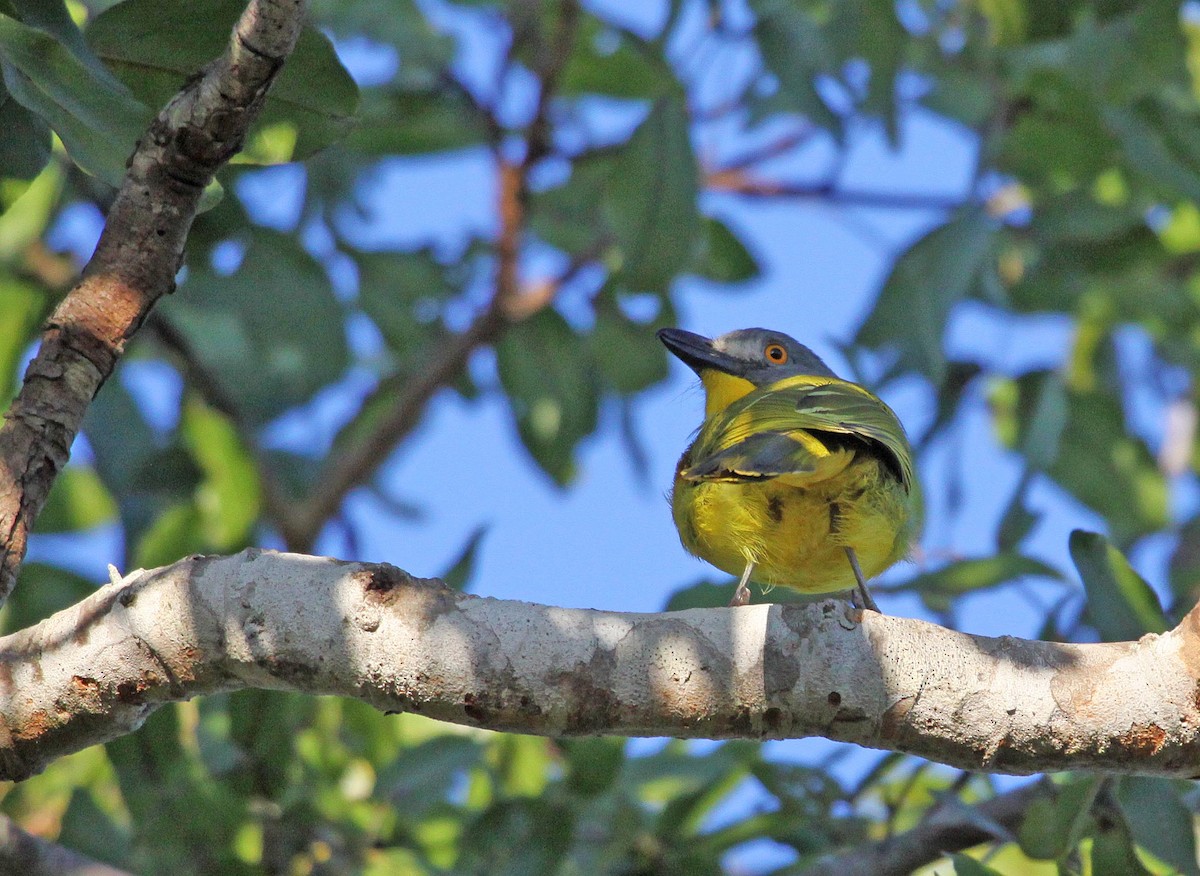 Gray-headed Bushshrike - ML395058041