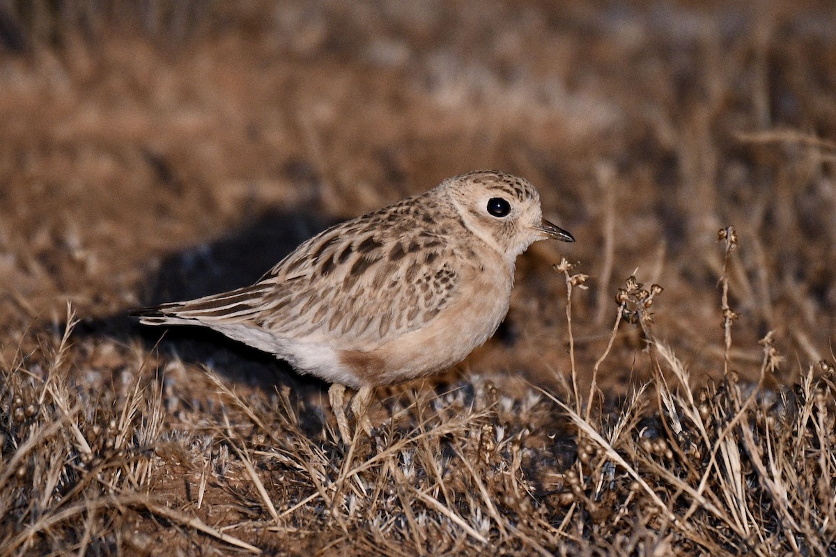 Inland Dotterel - ML395058051