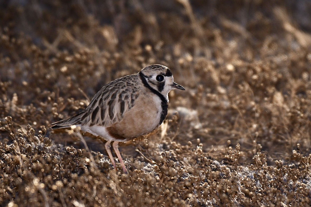 Inland Dotterel - ML395058111