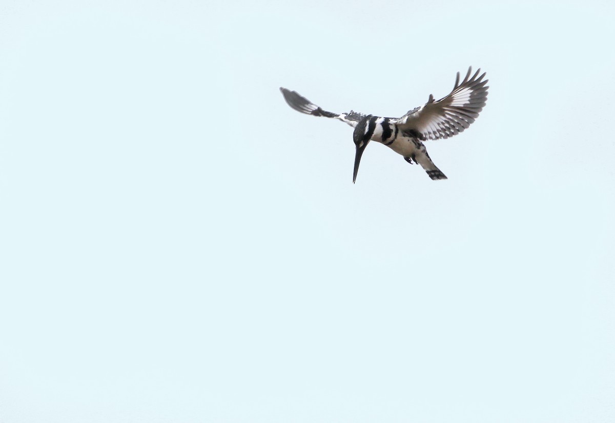 Pied Kingfisher - ML395058121