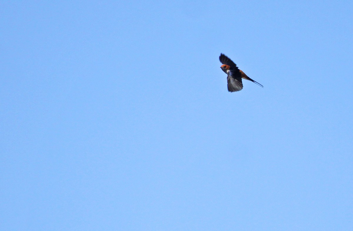 Lesser Striped Swallow - ML395058261