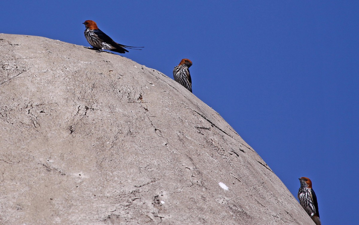 Lesser Striped Swallow - ML395058271