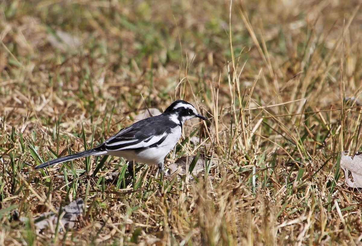 African Pied Wagtail - ML395058351