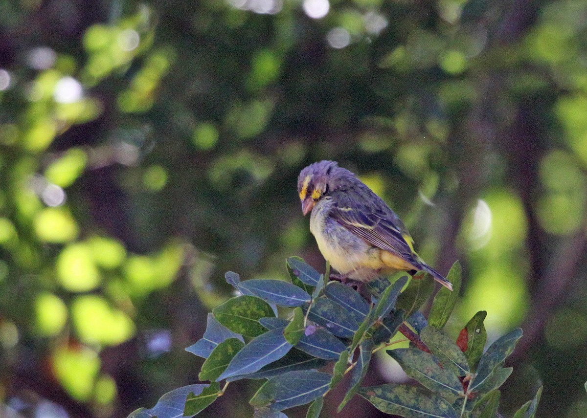 Yellow-fronted Canary - ML395058421