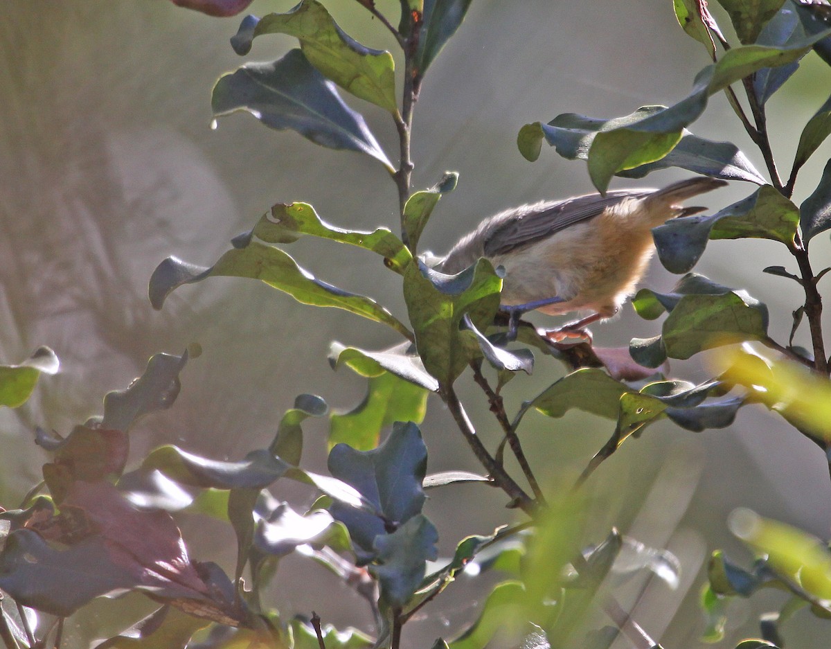 African Penduline-Tit - ML395058481