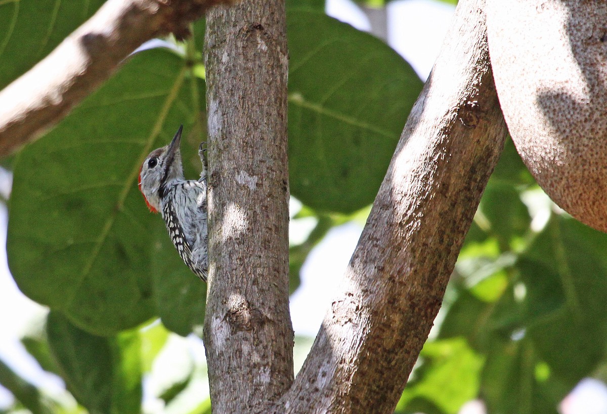 Cardinal Woodpecker - ML395058651