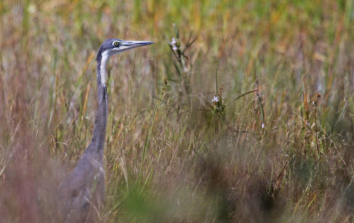 Black-headed Heron - ML395058761