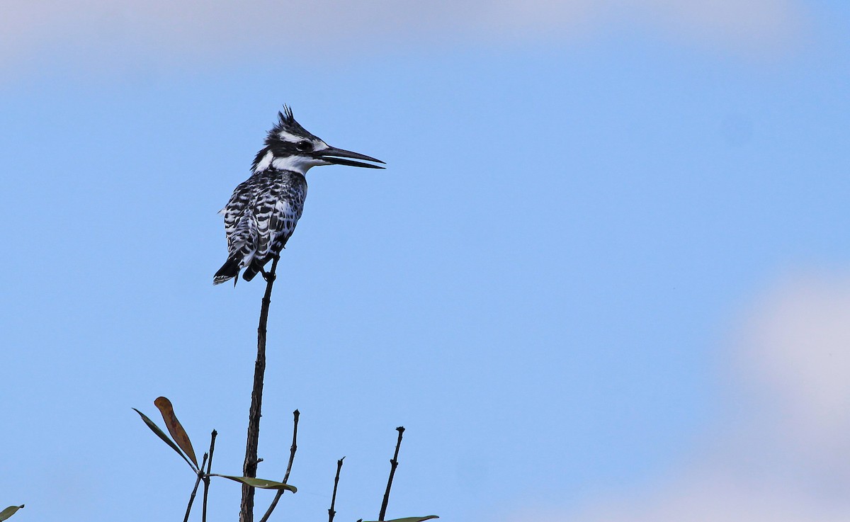 Pied Kingfisher - ML395058871
