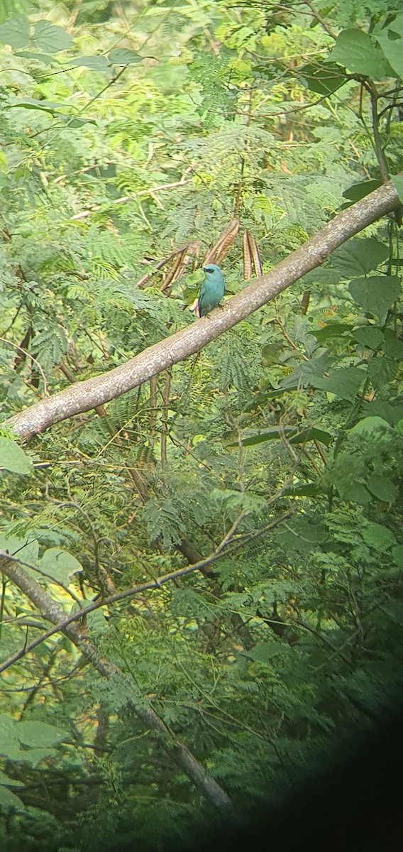 Verditer Flycatcher - ML395058991